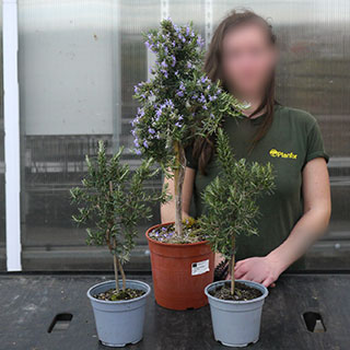 Rosemary, Creeping  on Stem